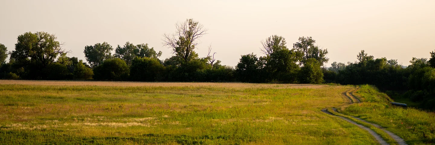 Rural field and tree line with a farm road extending through the landscape