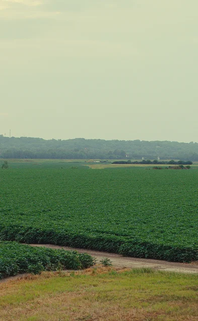 Rural field and tree line with a farm road extending through the landscape