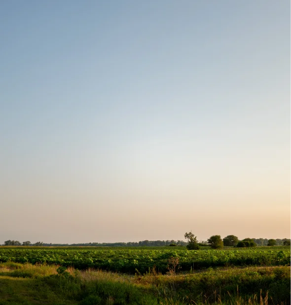 Expansive agricultural fields and tree line beneath an open evening sky